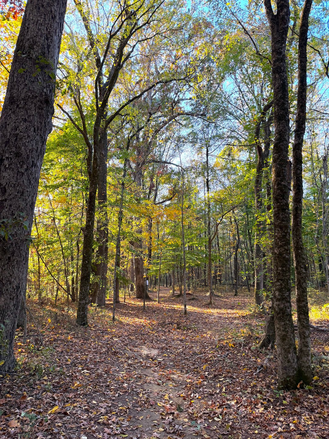 Hole 20 Approaching the Basket