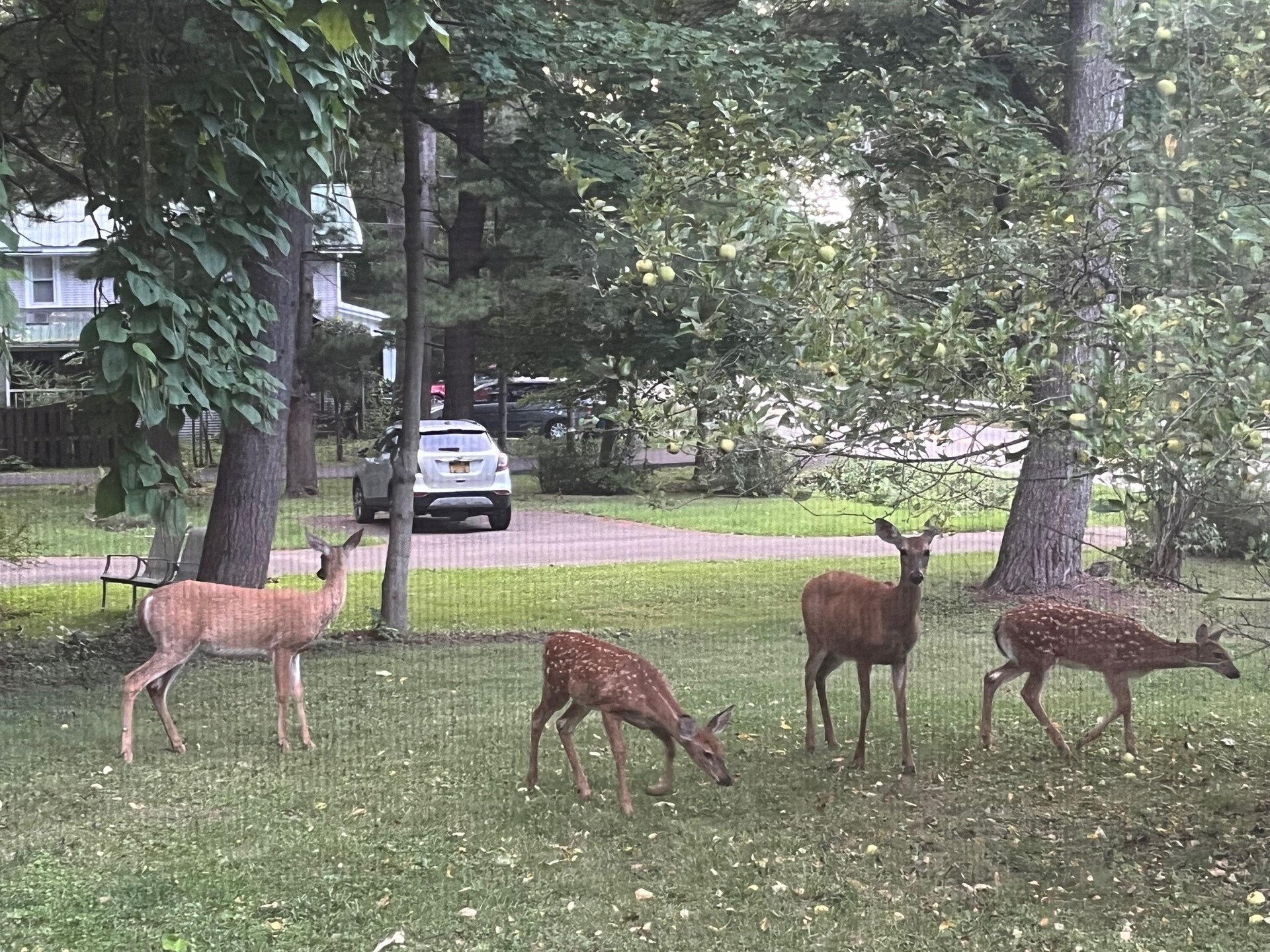 Deer eating apples near tee 1