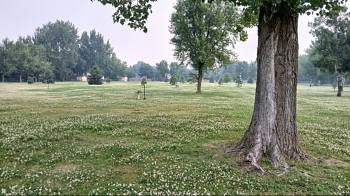 Lots of budding flowers, too bad they get mown down!