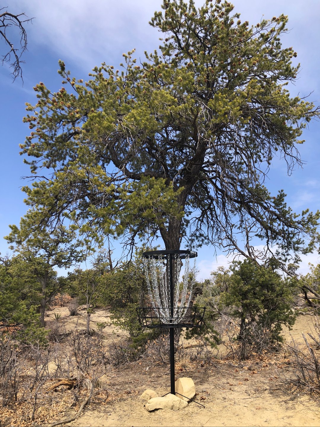 A throw down towards Nightmare tree which is a large dead Ponderosa Pine you have to throw past on tee #8