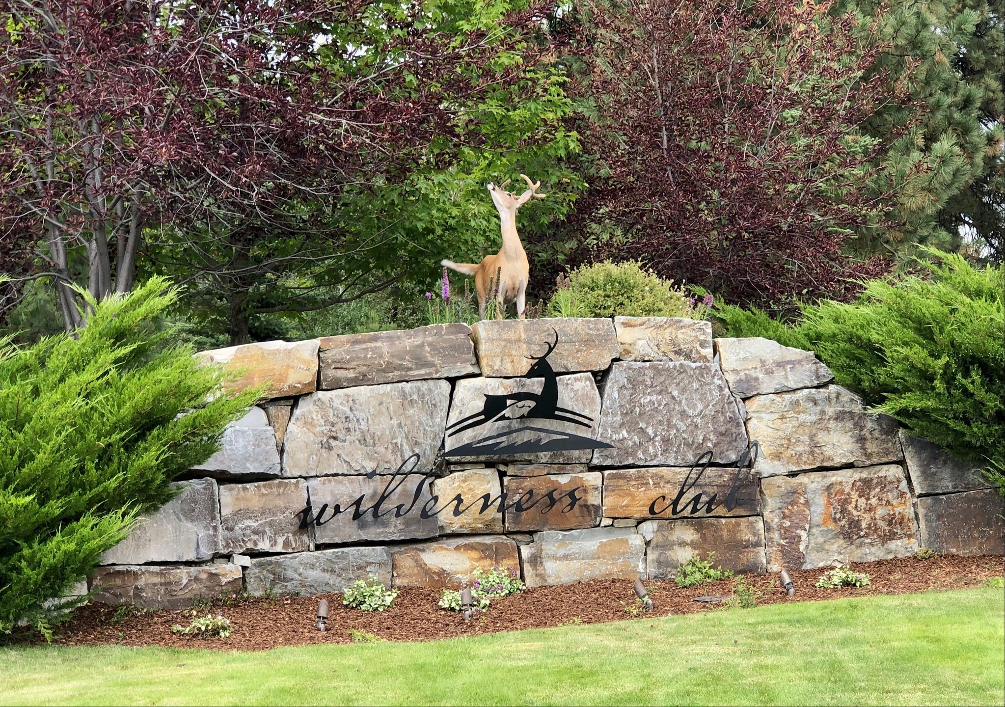 Deer on top of wilderness club sign - live logo!