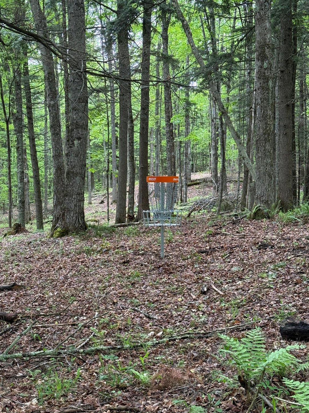 Hole six basket, looking back at the teepad.