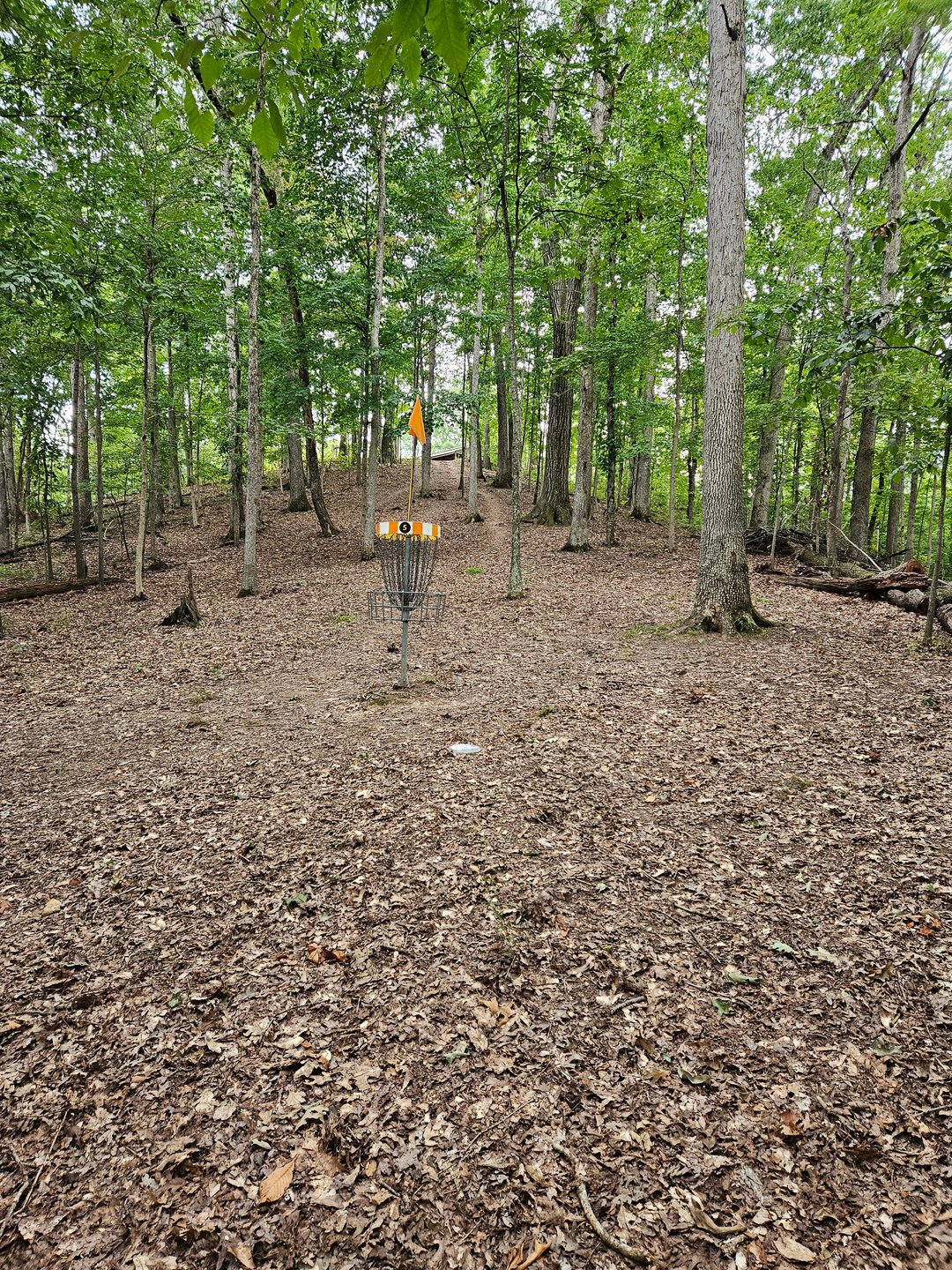 Hole 5. Behind the Basket, Looking back up the fairway.