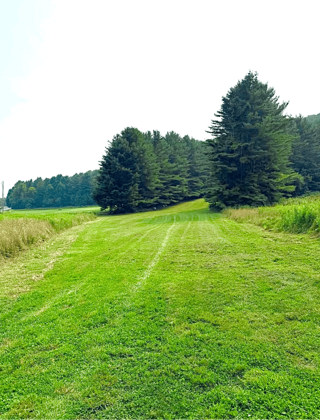 Hole 5 with a fresh cut
