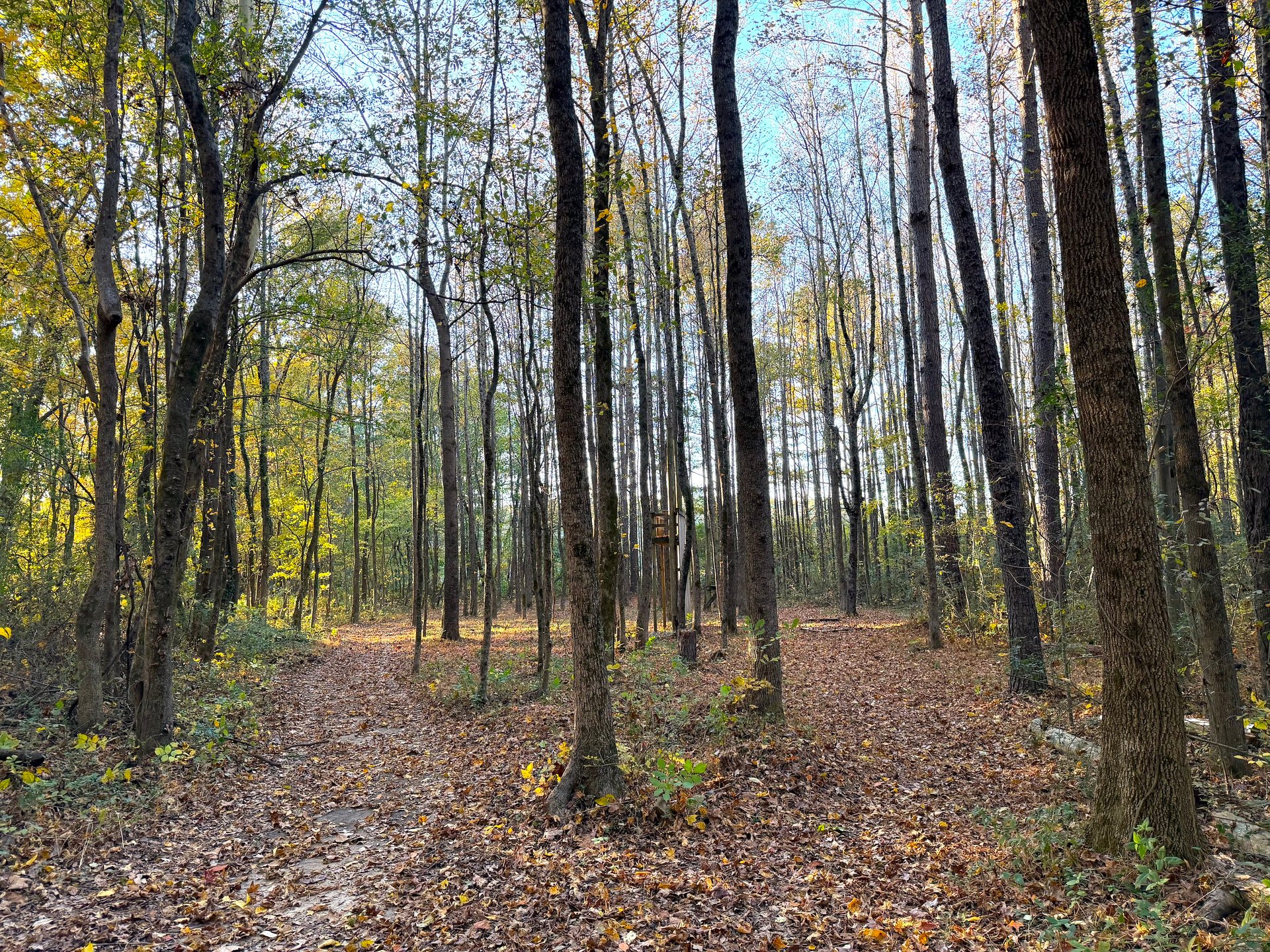 Hole 22 Bifurcated Fairway