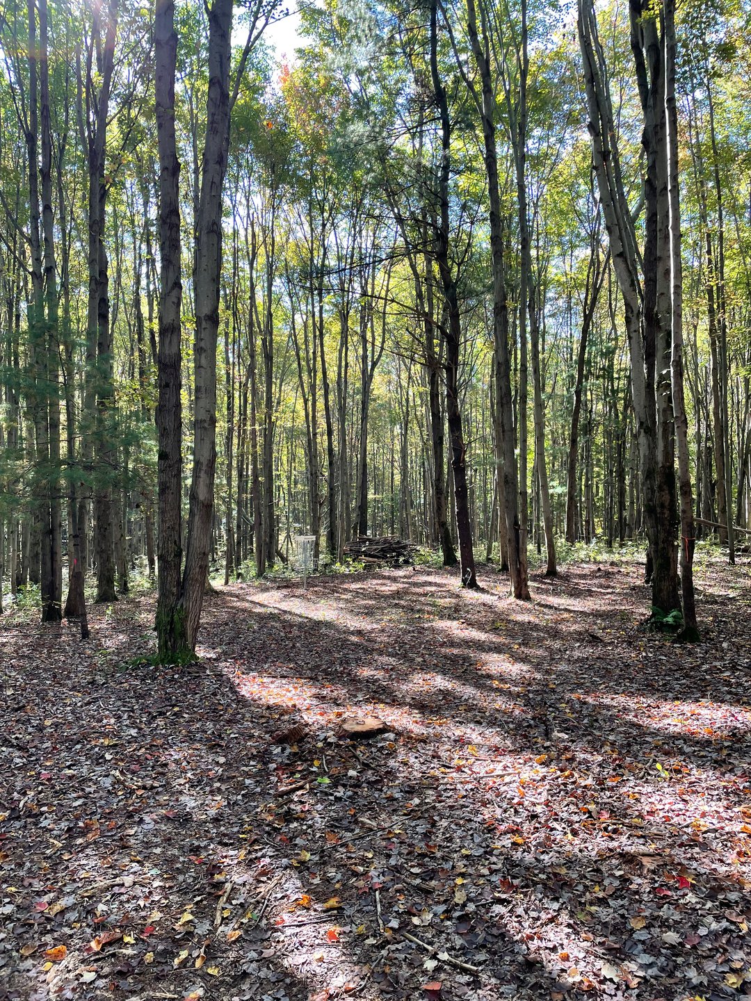 Hole 5, Basket. 