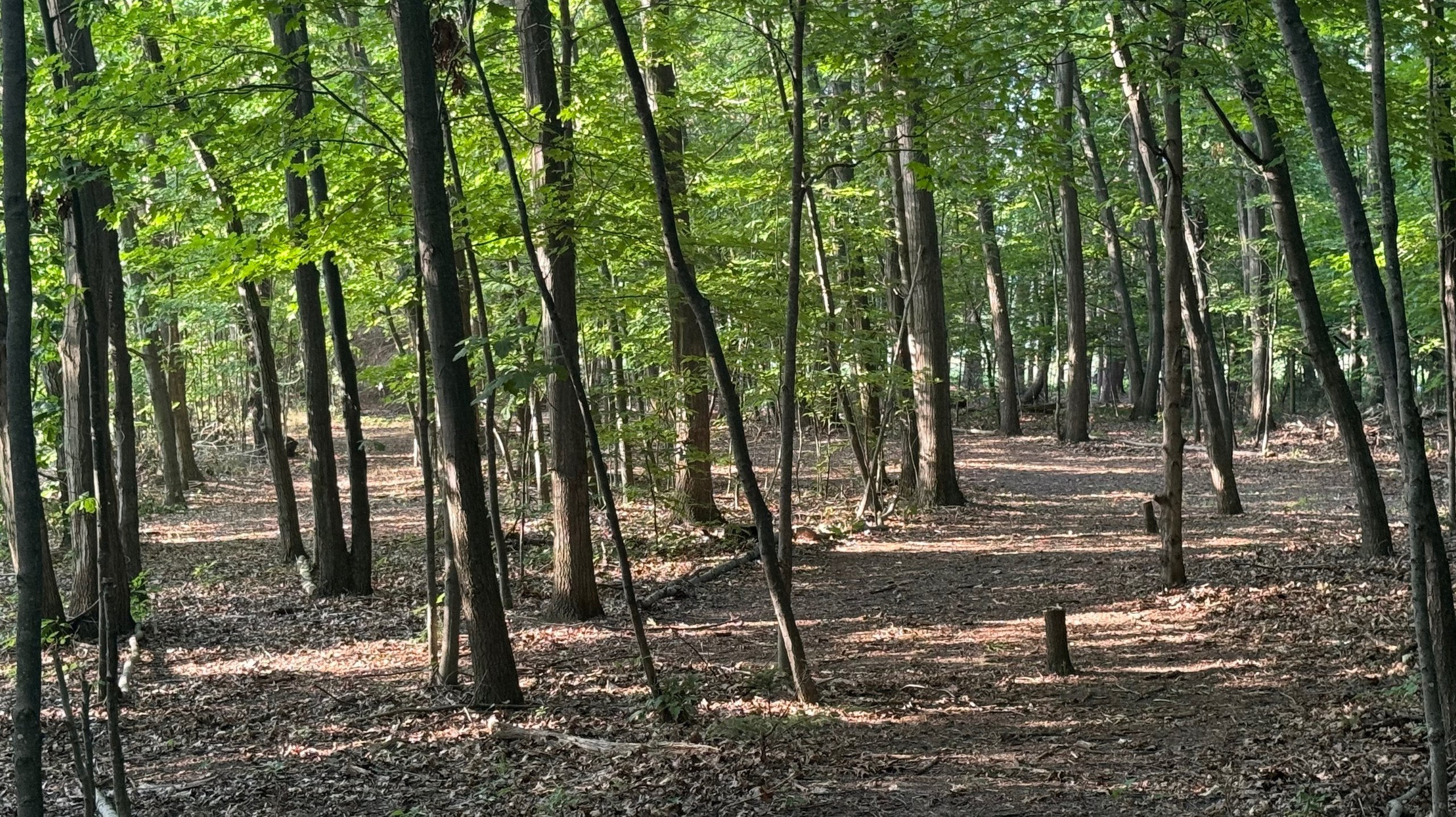 Right and left lines