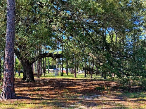 Hole 8 basket under the park's signature oak tree looking back toward 8's tee.