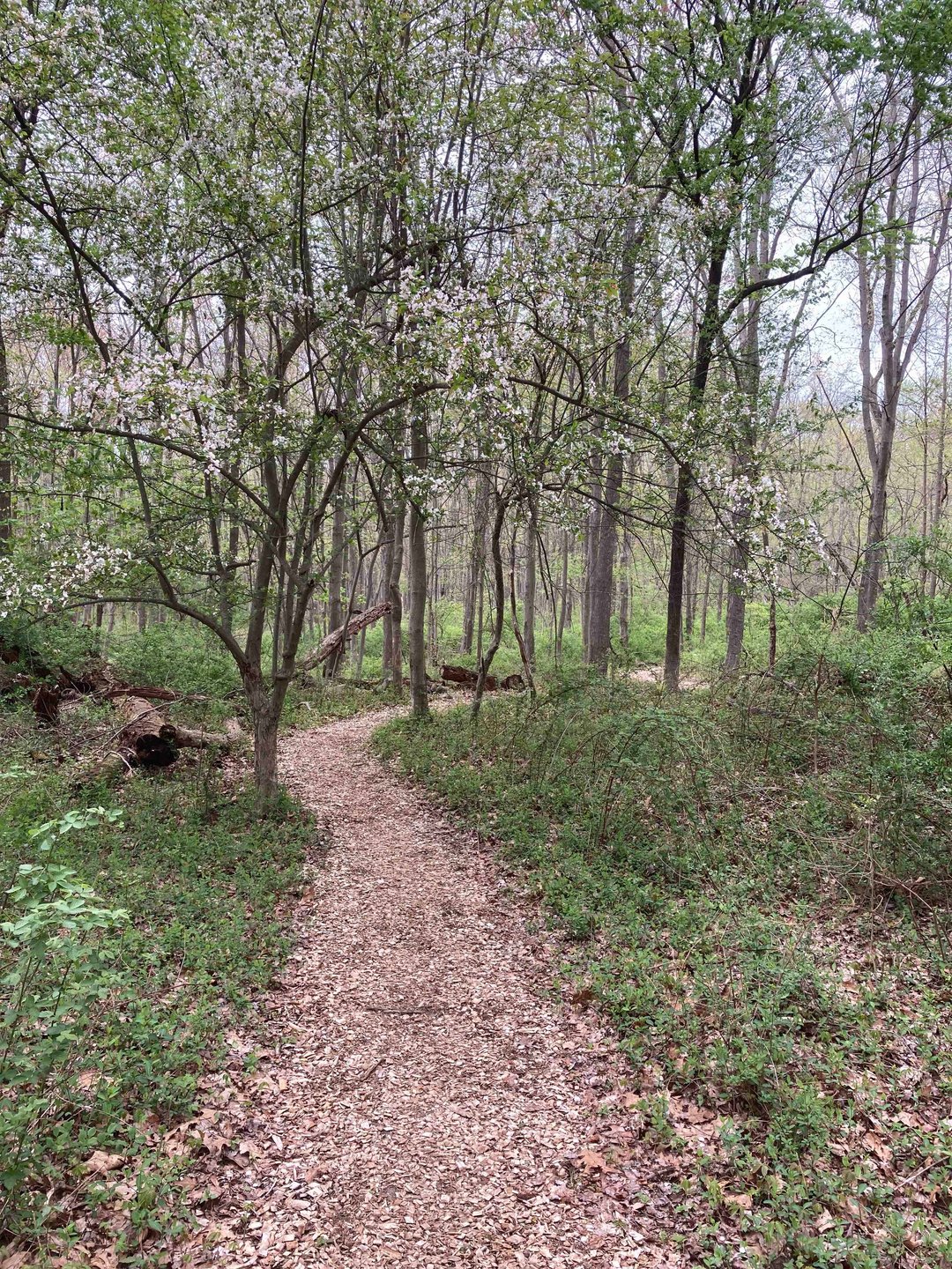 Path from Hole 14 to Hole 15
