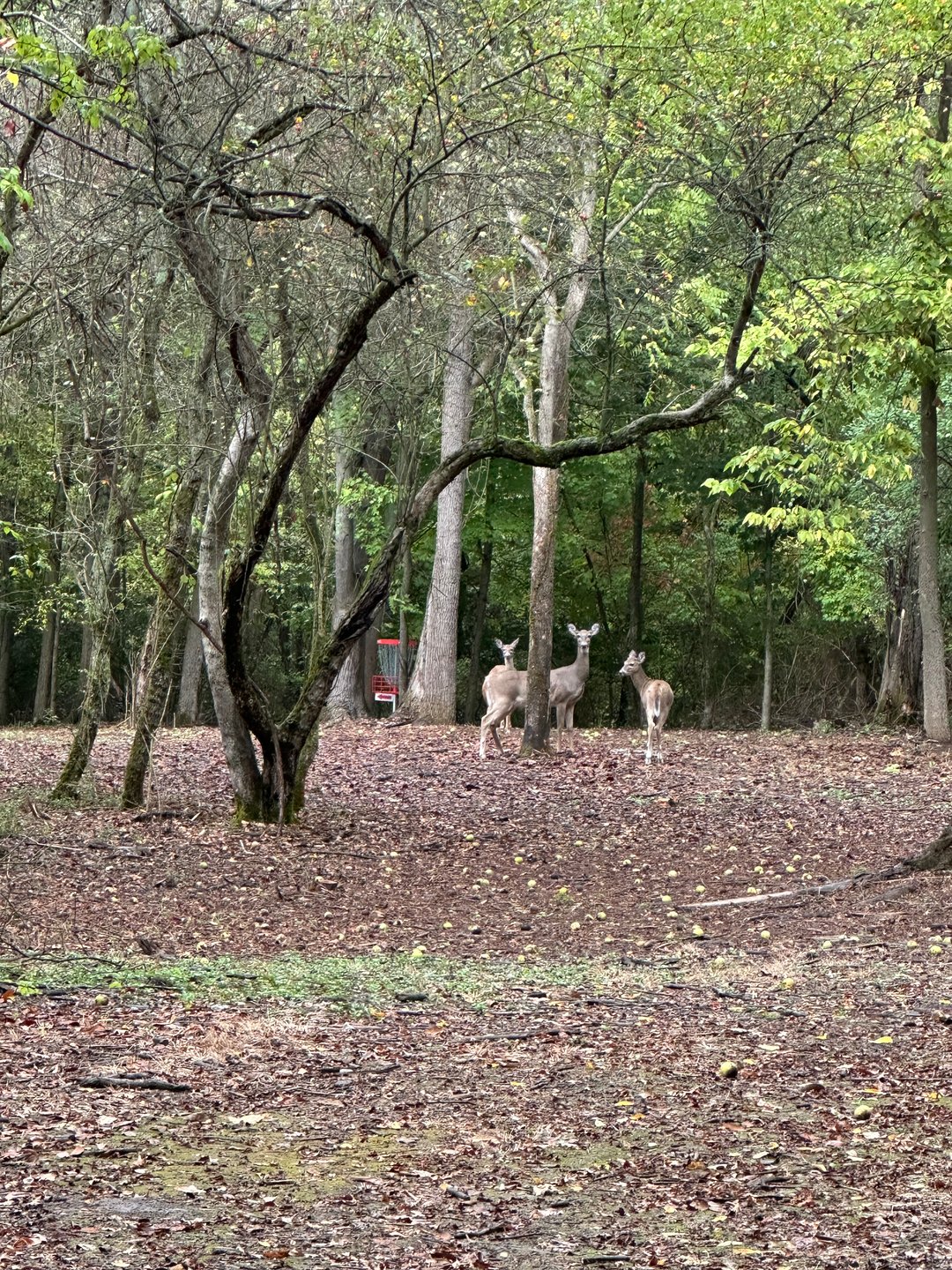 Deer on hole 6.