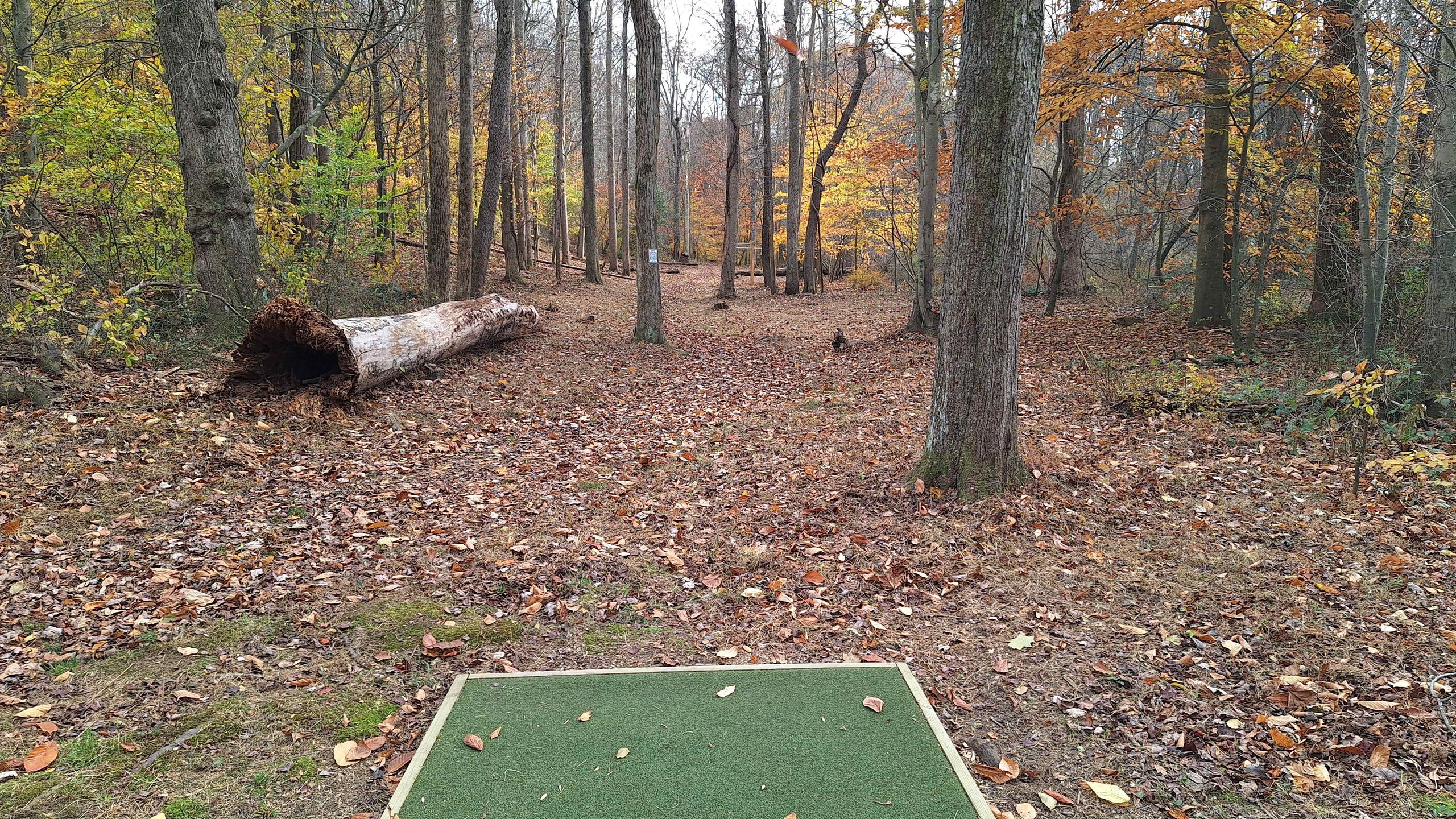 Hole 5 Fairway