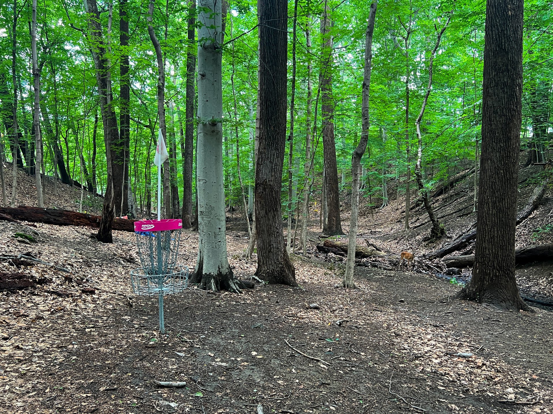 Hole 14's Pink Basket. Par 3. 407 ft. Yellow's basket is 175 ft passed pink, to the right, and across the stream. Yellow is Par 5, 575 ft. 