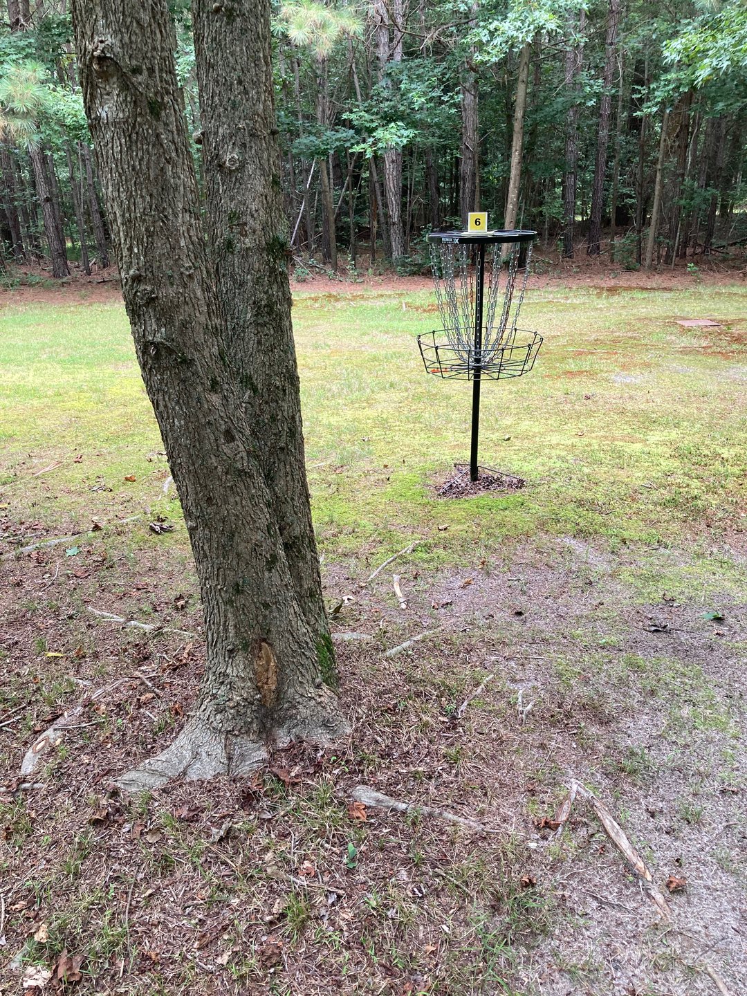 Hole 6 basket 