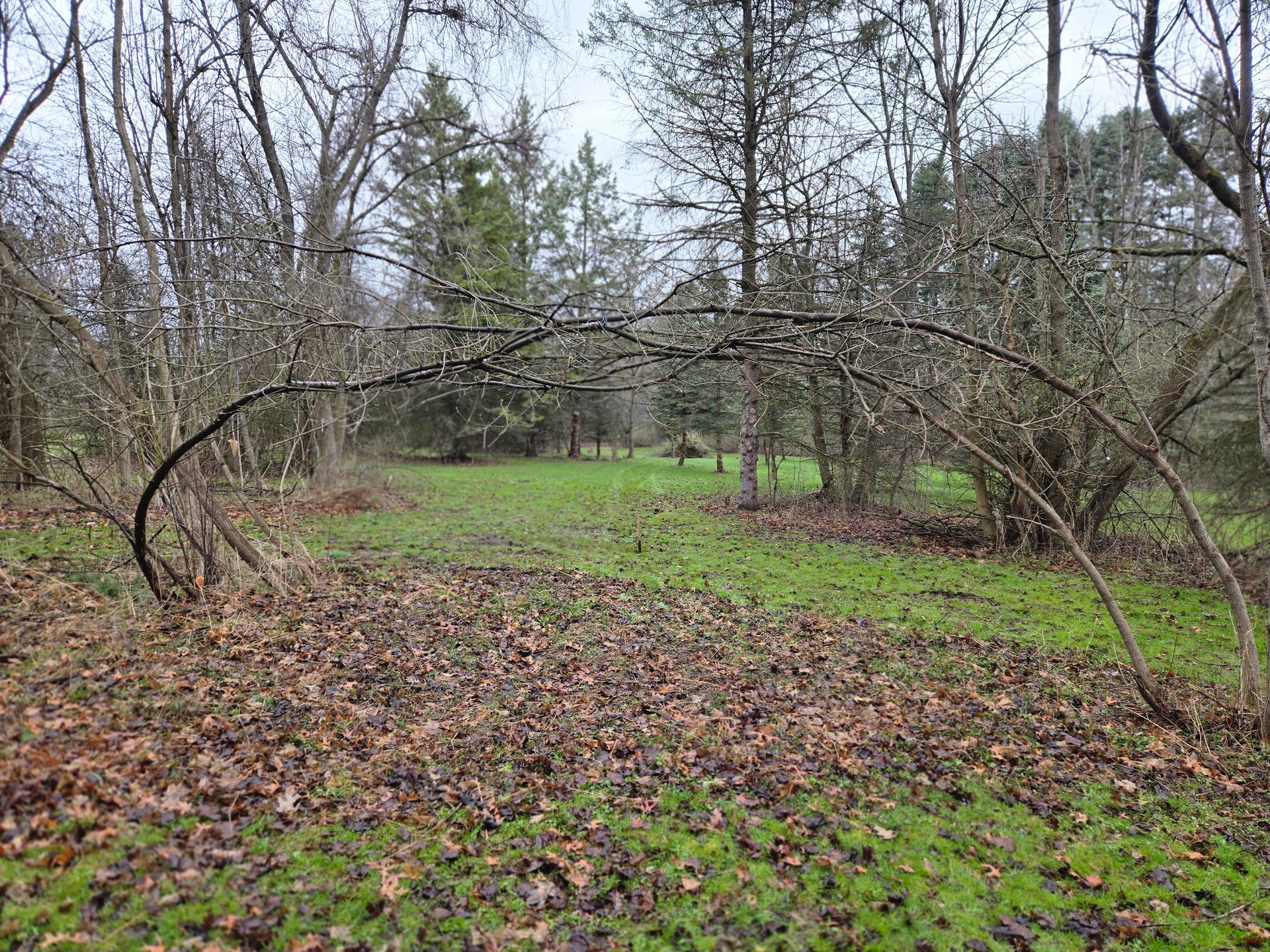 Basket area looking back to fairway