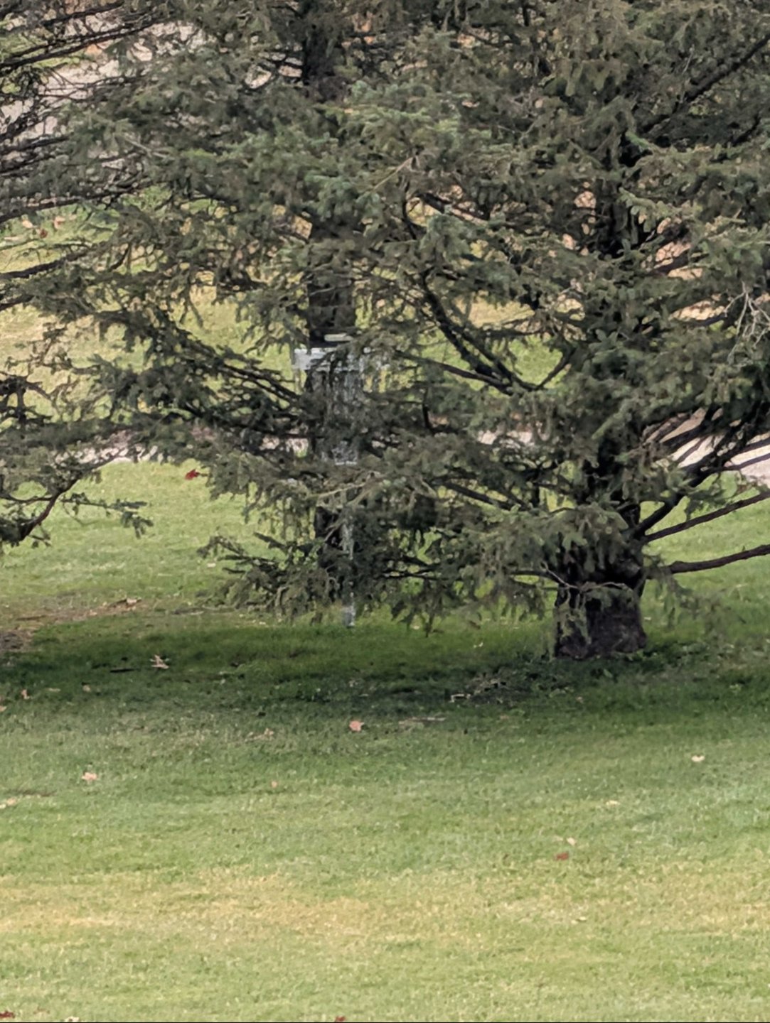 basket location zoomed in from long/short tee
