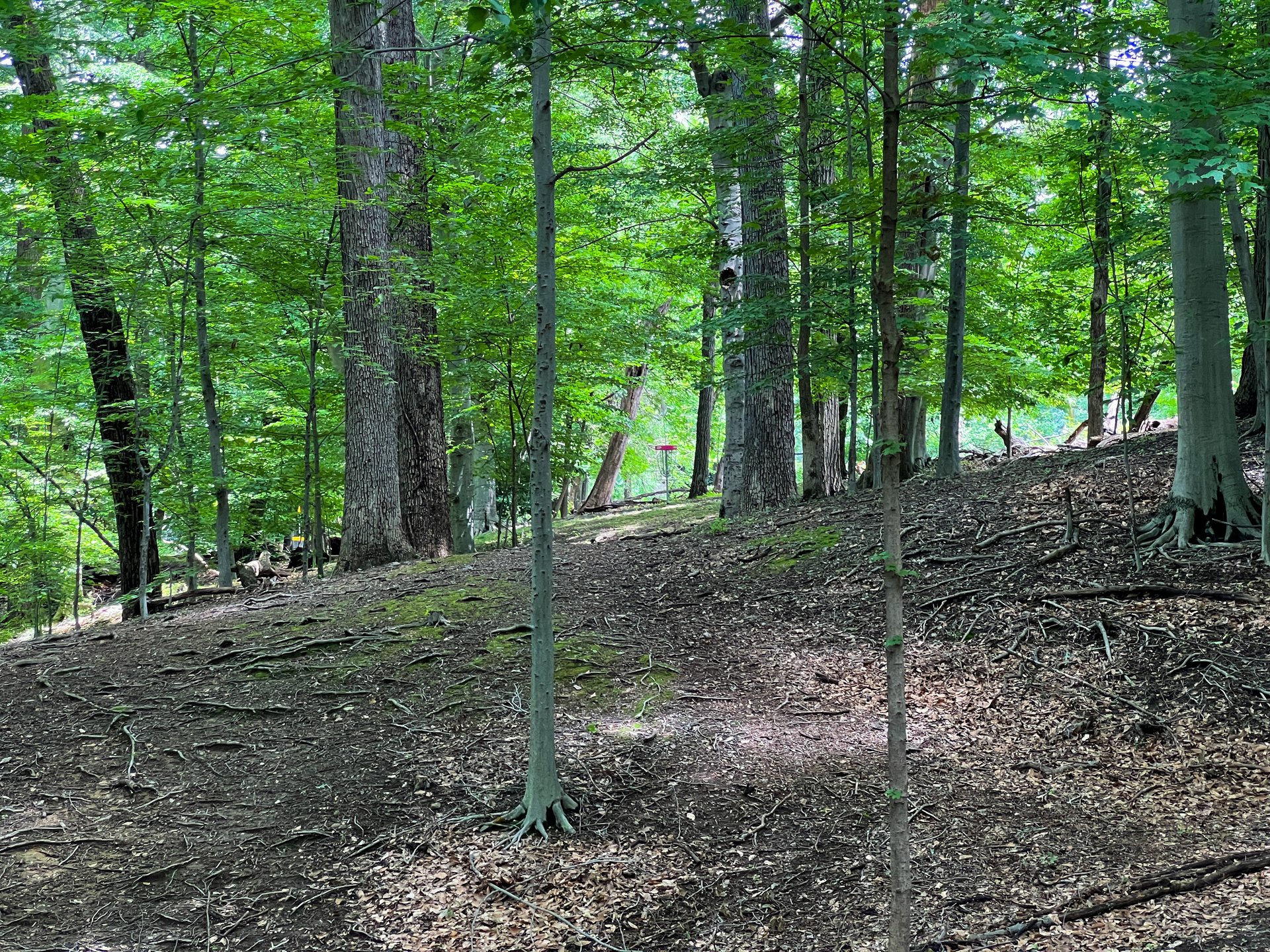 Hole 16's Pink Basket. Par 3. 238 ft. 