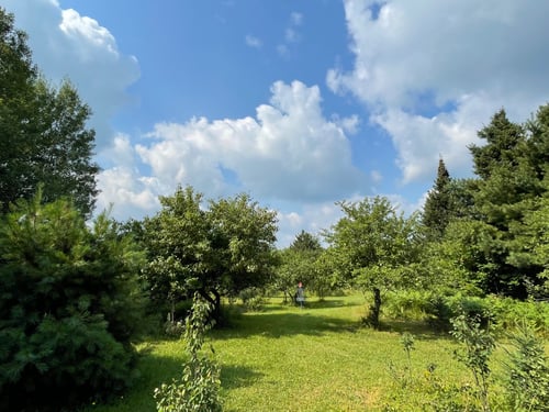 Basket view on number 5, this is right in front of natural obstacle of a small pine tree, a few lilac, and misc brush that blocks a direct straight view/shot. From tee box you see a big ‘U’ shaped in the outline on each side; choose the right disc to land it inbetween these apple trees to set up birdie. 