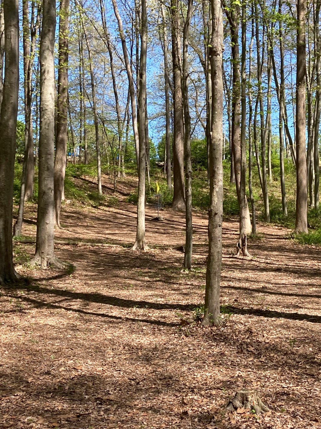View from Hole 3 fairway to basket