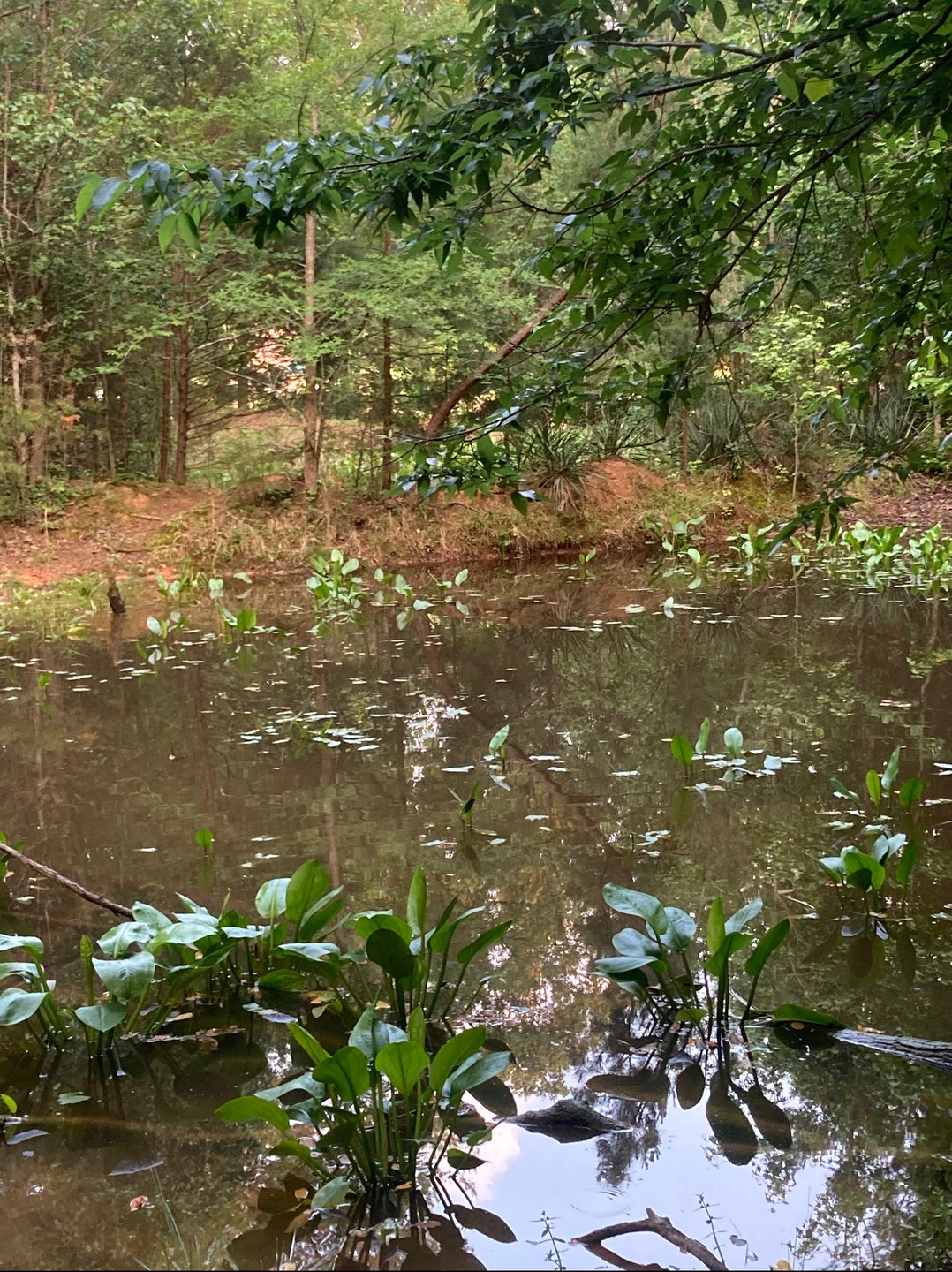 Water hazard 