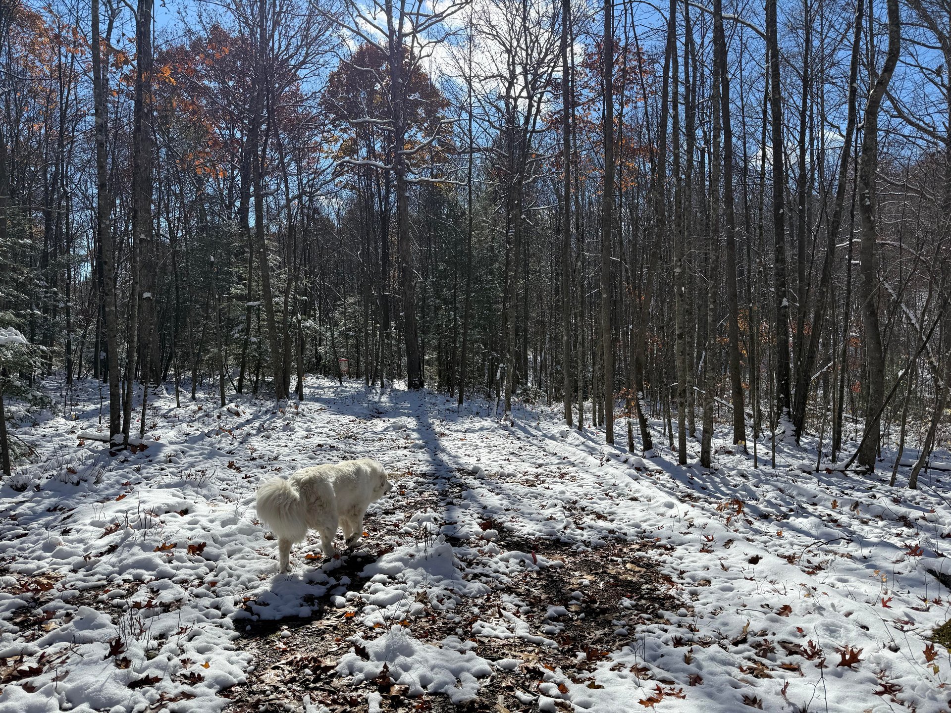 View of the basket from fairway 