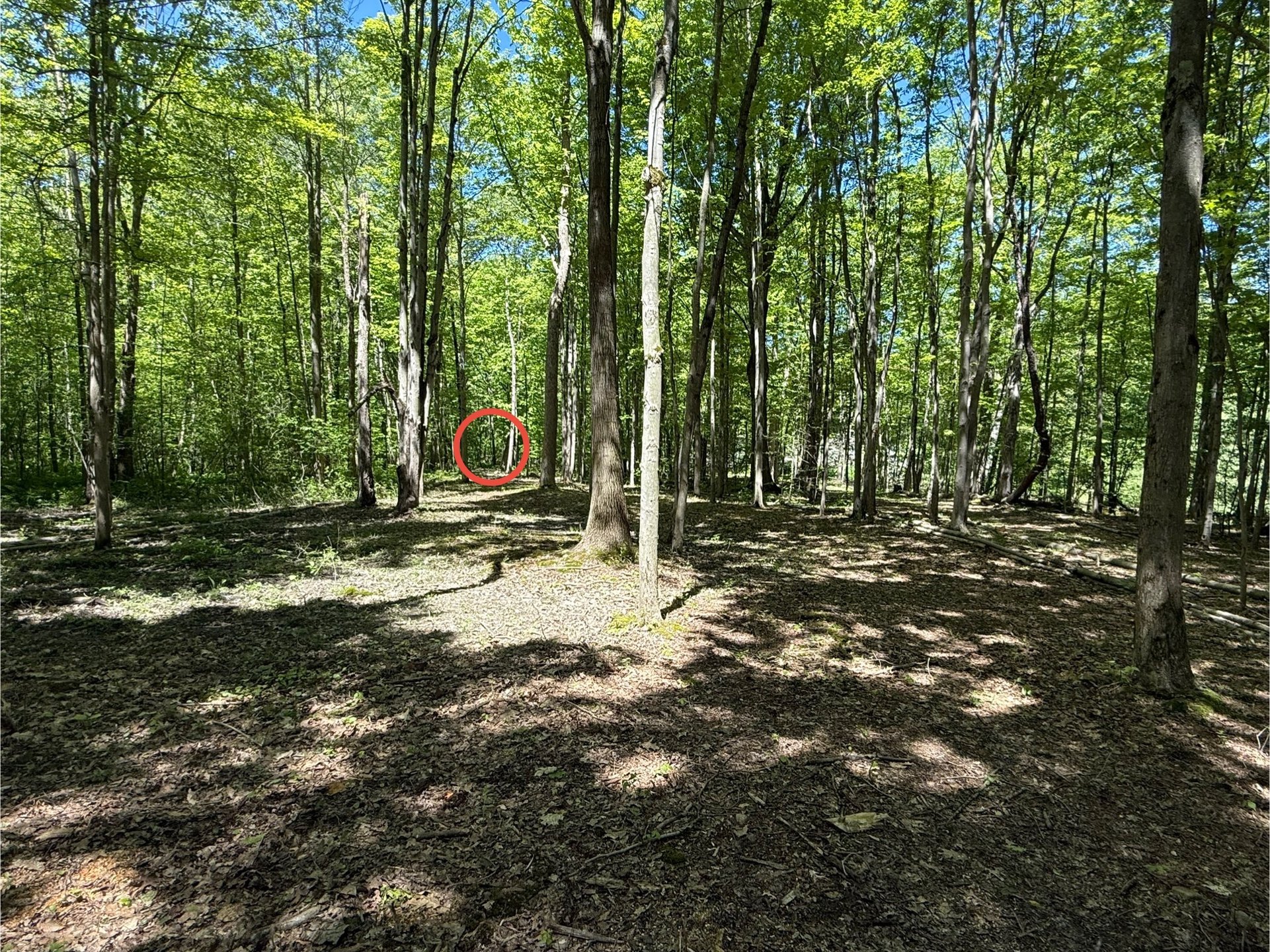 Hole 6 Landing Zone to Tee