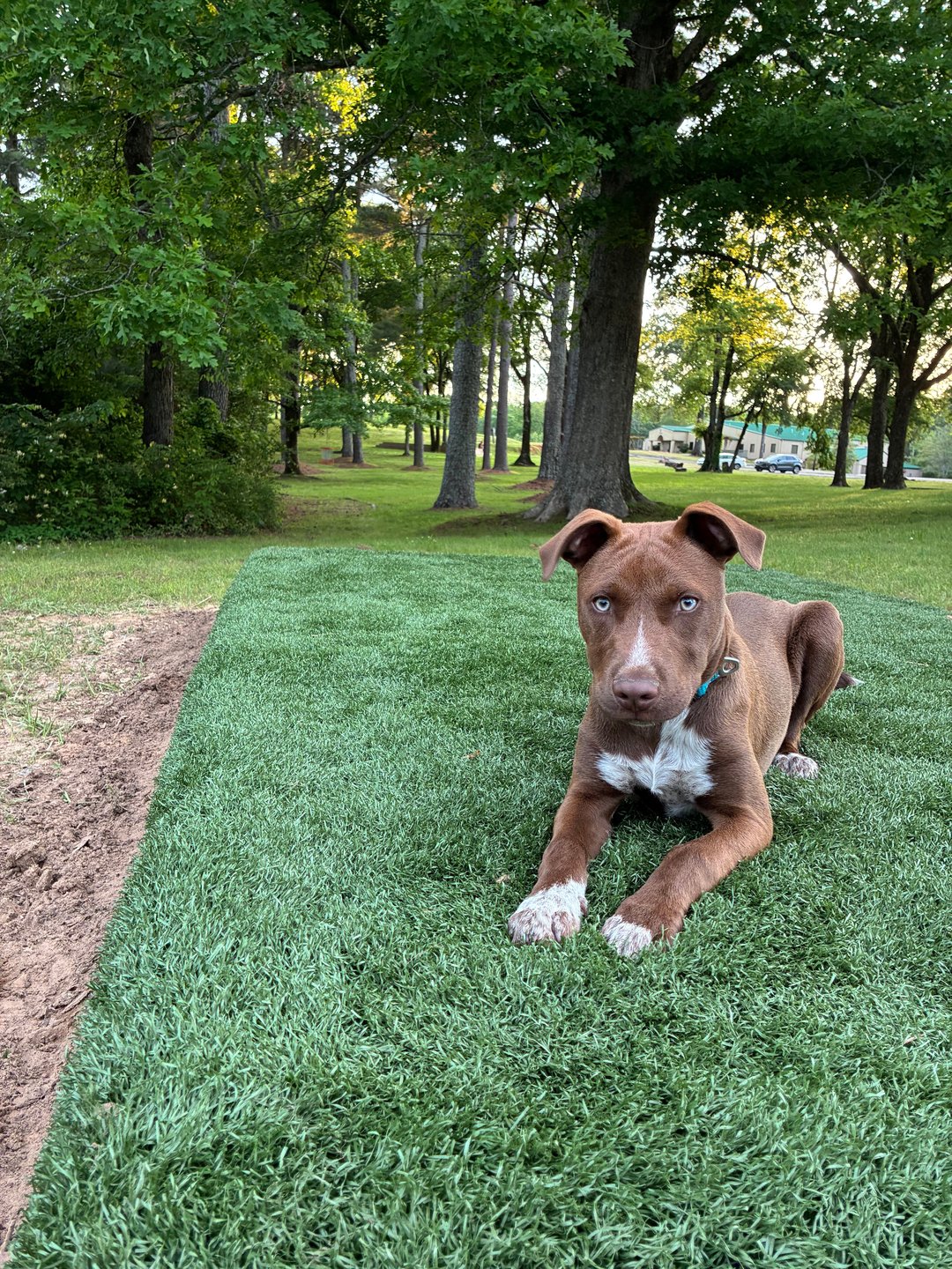 Charlie the Dog