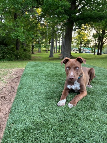Charlie the Dog