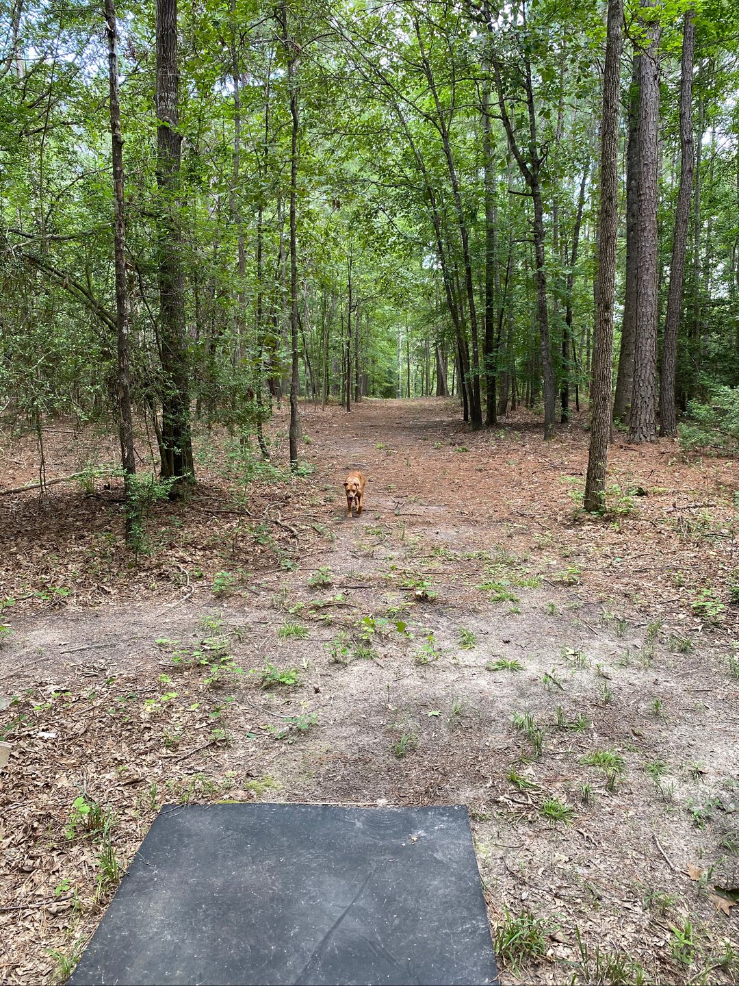 From the tee
