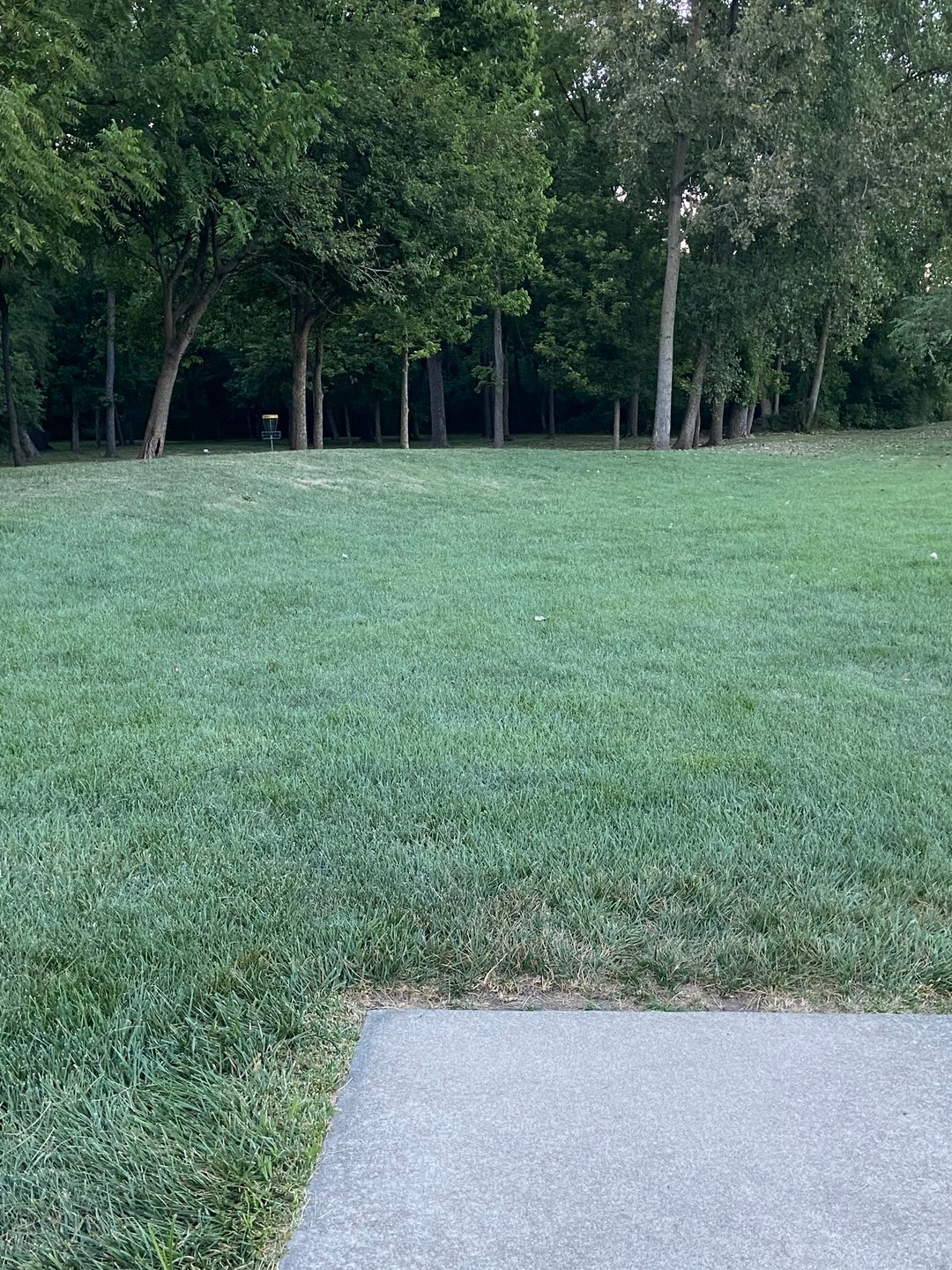 Hole 7. Basket within the trees.