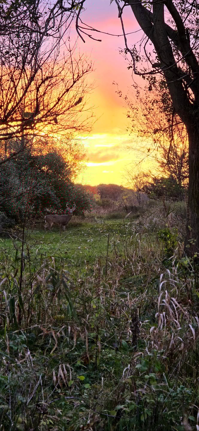 Looking back at 4s tee pad just in time to see this beautiful buck