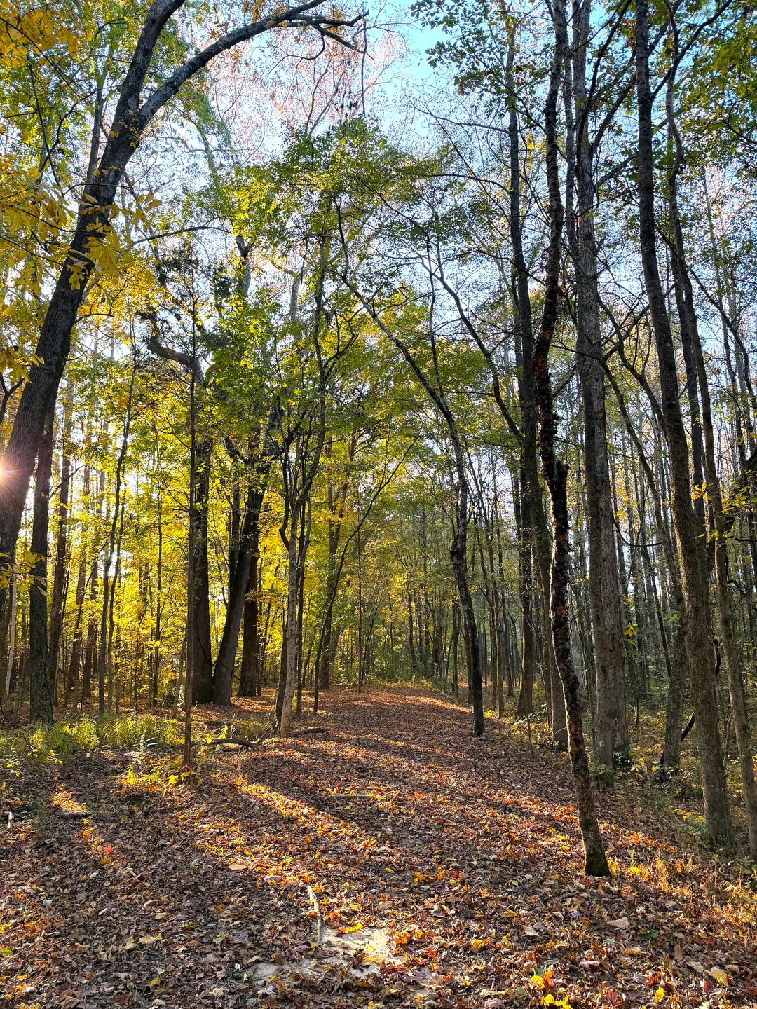 Hole 21 Approaching the Basket