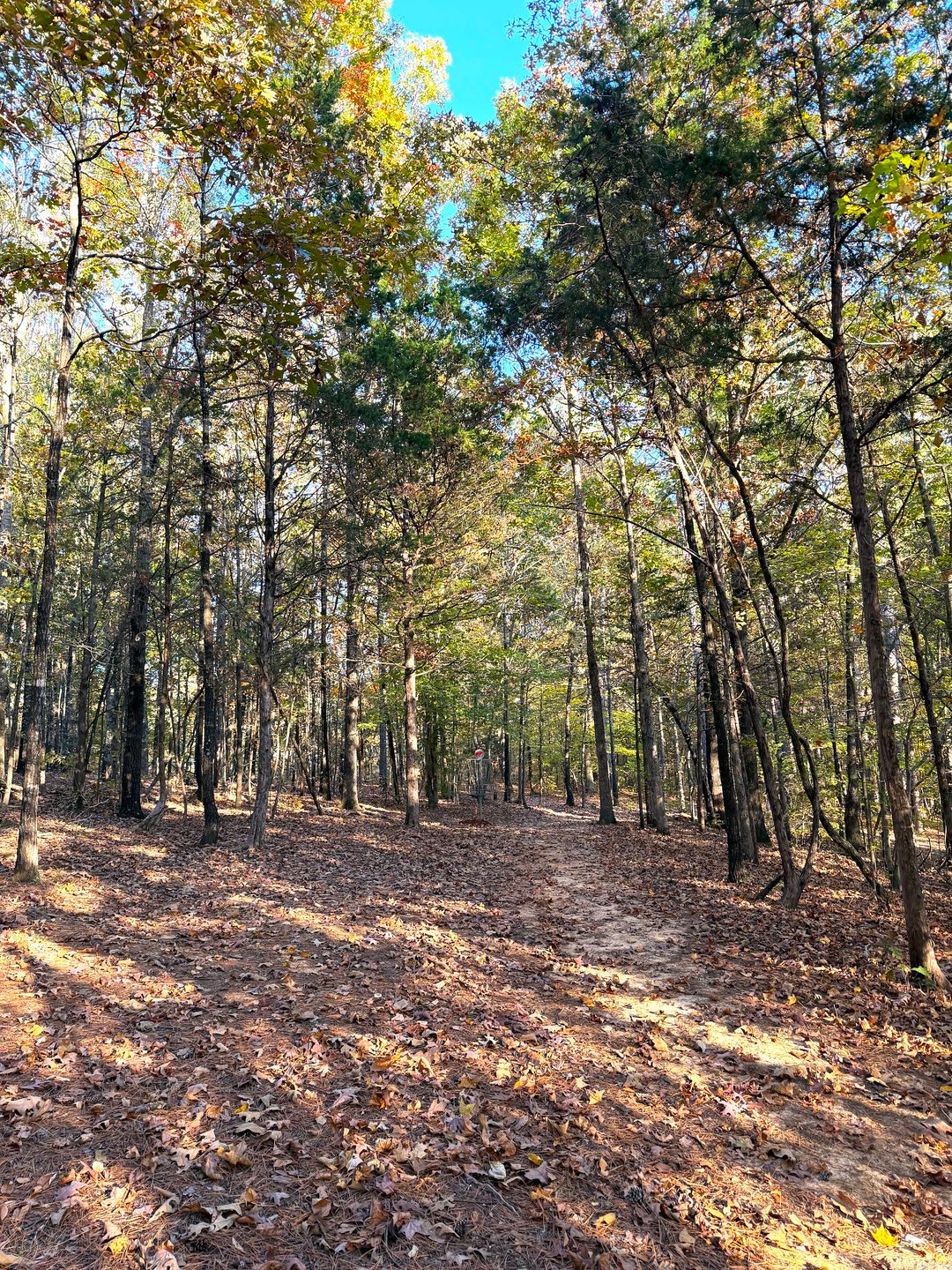 Hole 17 Approaching the Basket