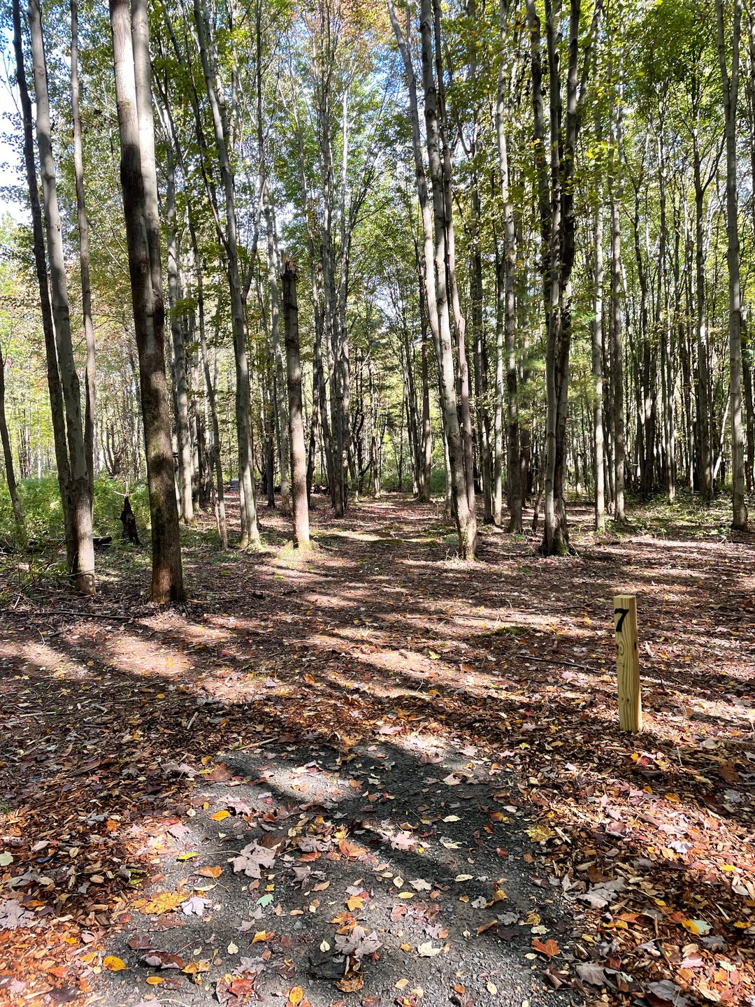 Hole 7, Tee. 