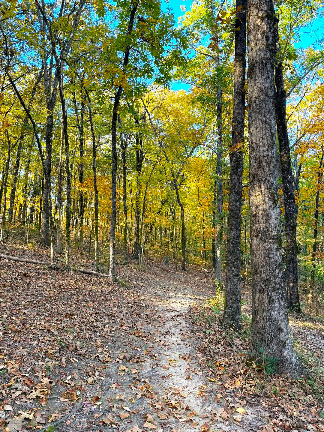 Hole 8 Approaching the Basket