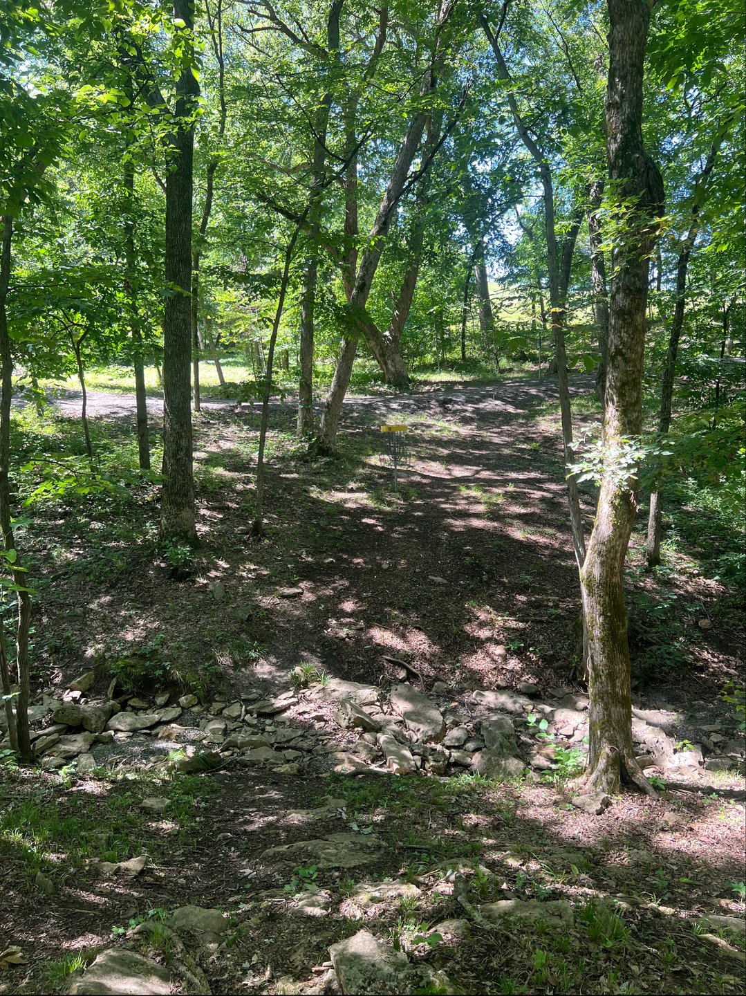 Hole #8 standing in fairway facing basket 