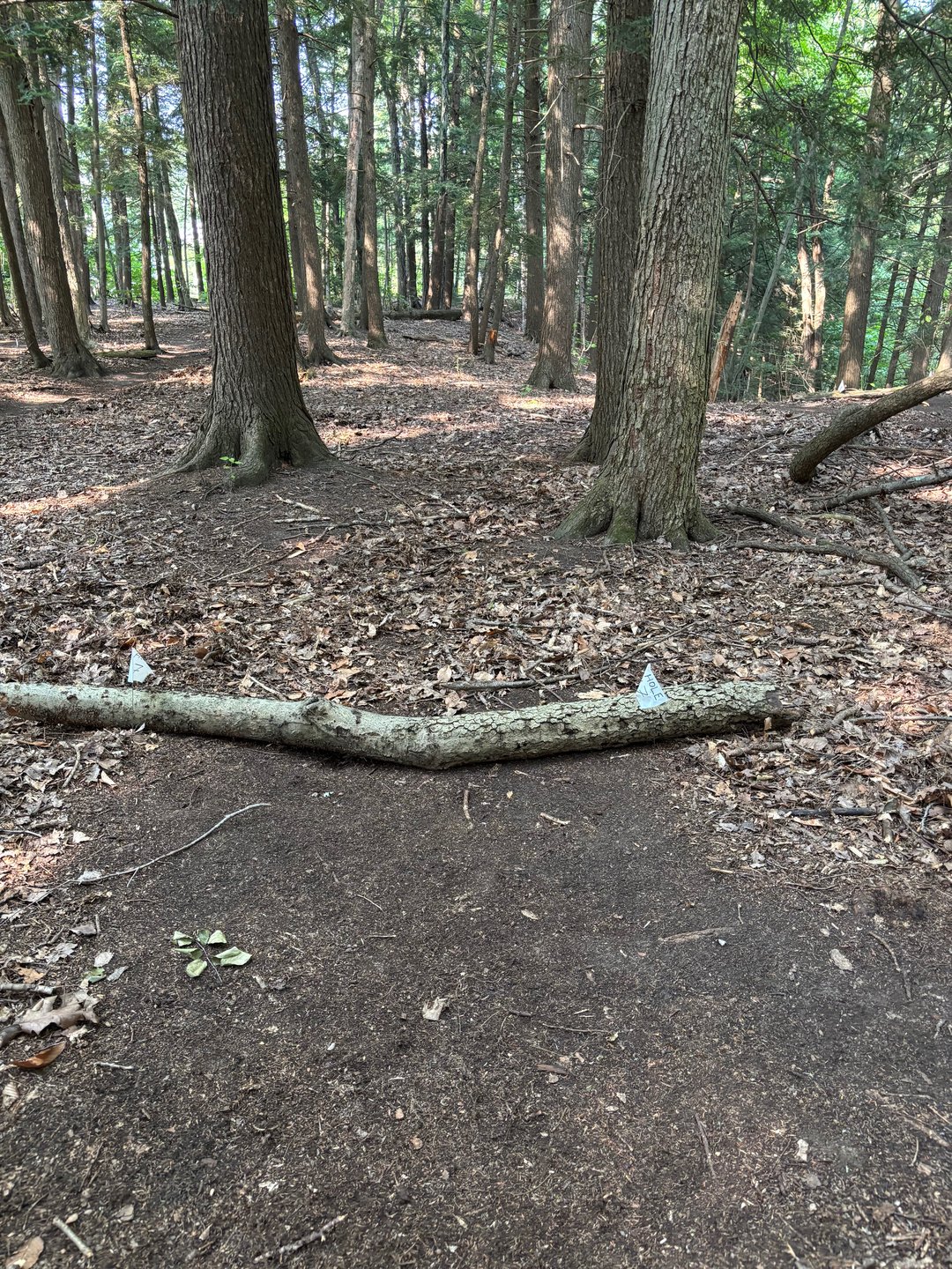 Hole 17 tee