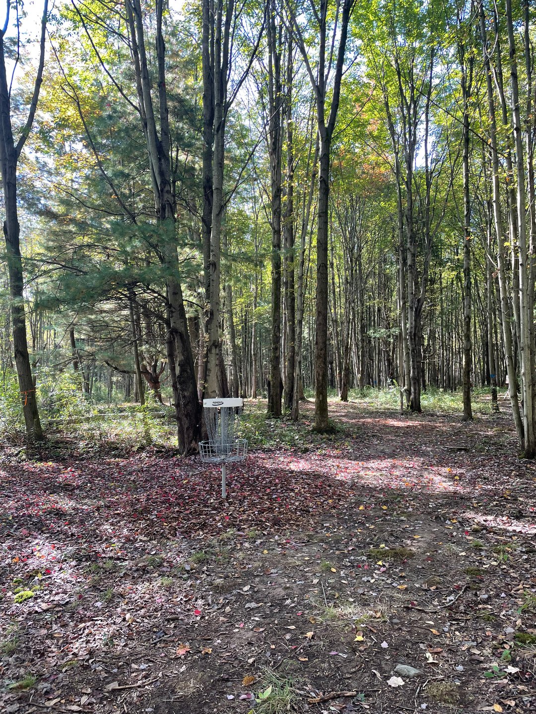 Hole 1, Basket