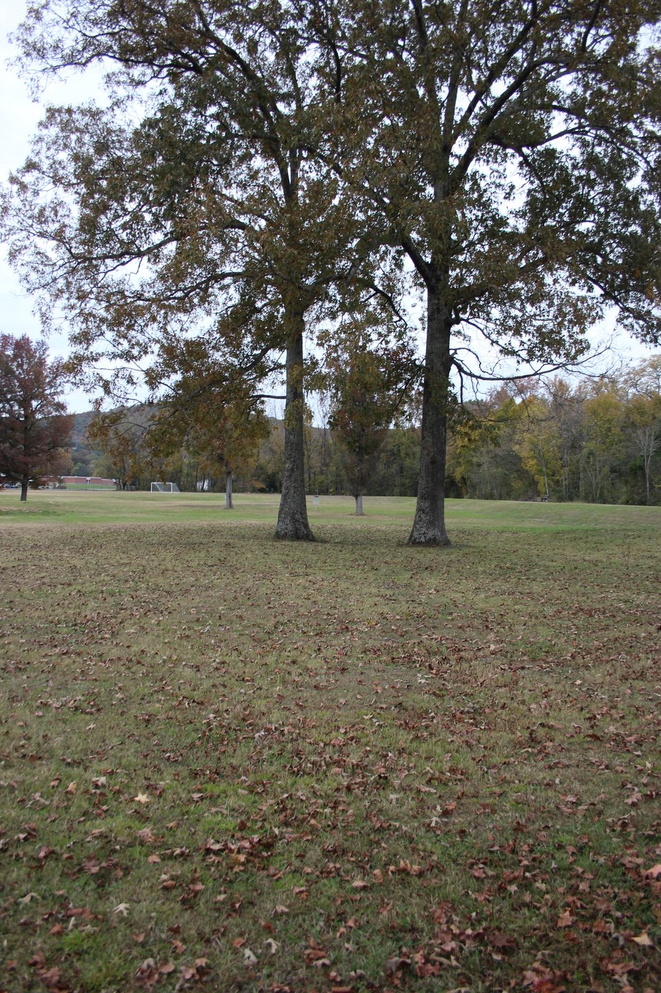 Double mandatory. Must make it through the gap or play from a drop zone right in-between the trees with a stroke penalty. 