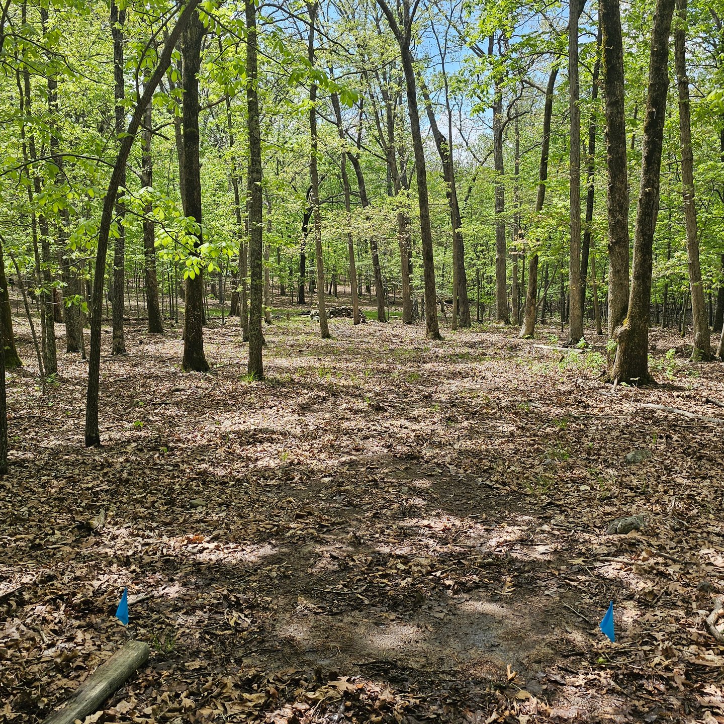 Hole 7 from the tee. 