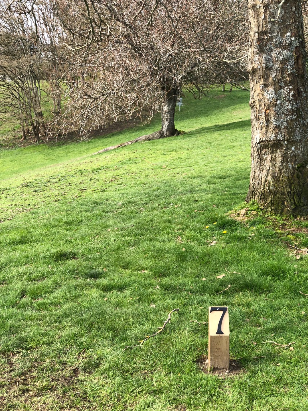 Tee 7. 