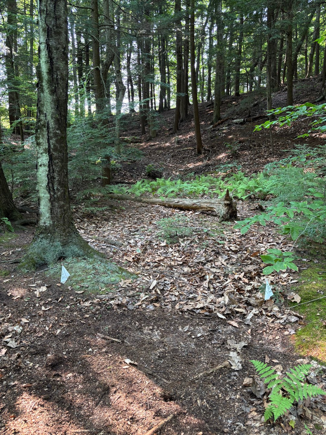 Hole 16 tee. Up the gully, to the left