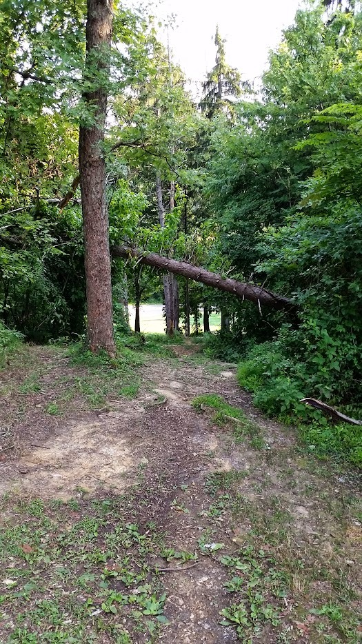 this is an old image.  The hole looks a lot different now due to a need to re-orient it to keep people from landing in someone's yard; but this image still gives the gist.  you throw downhill through tight woods to land in a grassy area.

There are two possible positions. One straight ahead in a bowl of grass and another to the left which sites just on a ridge that leads to a lot of roll-aways and missed putts that go OB