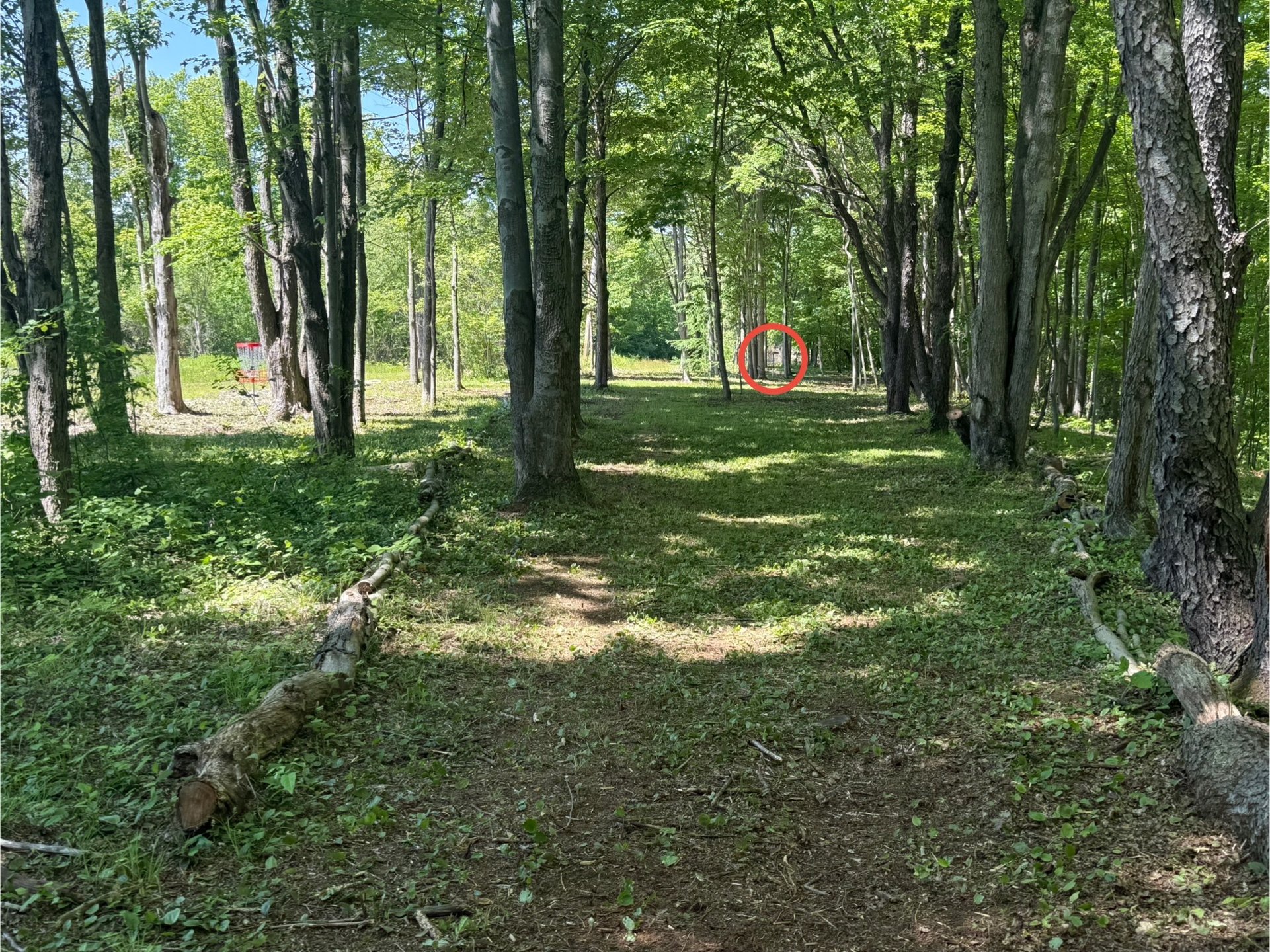 Hole 8 Tee to Basket