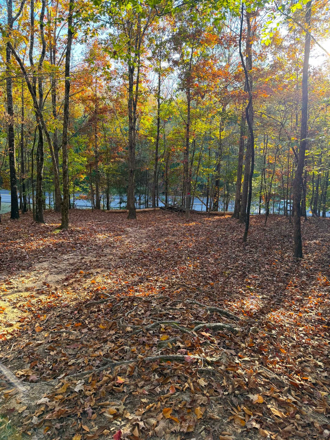 Hole 18 Approaching the Basket