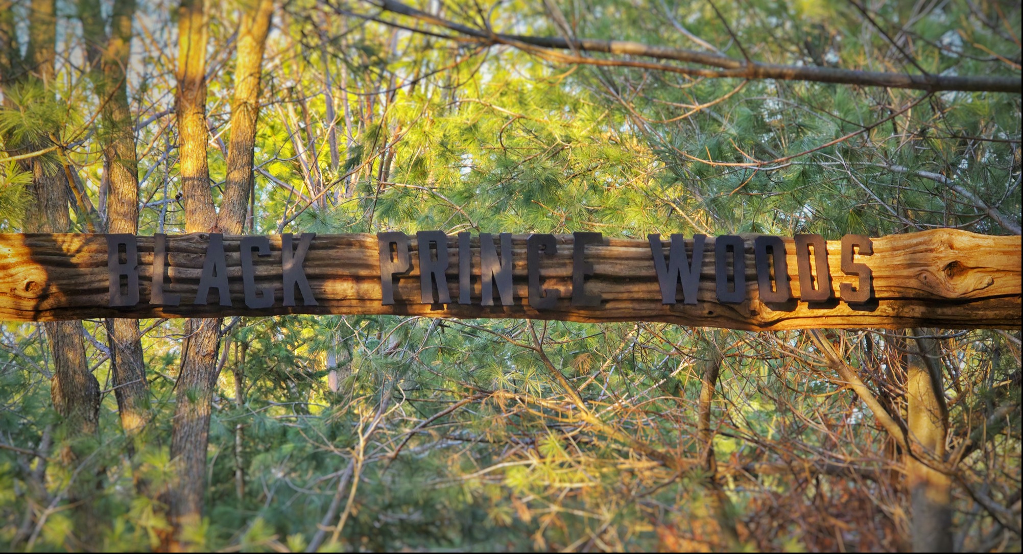 Welcome to Black Prince Woods.