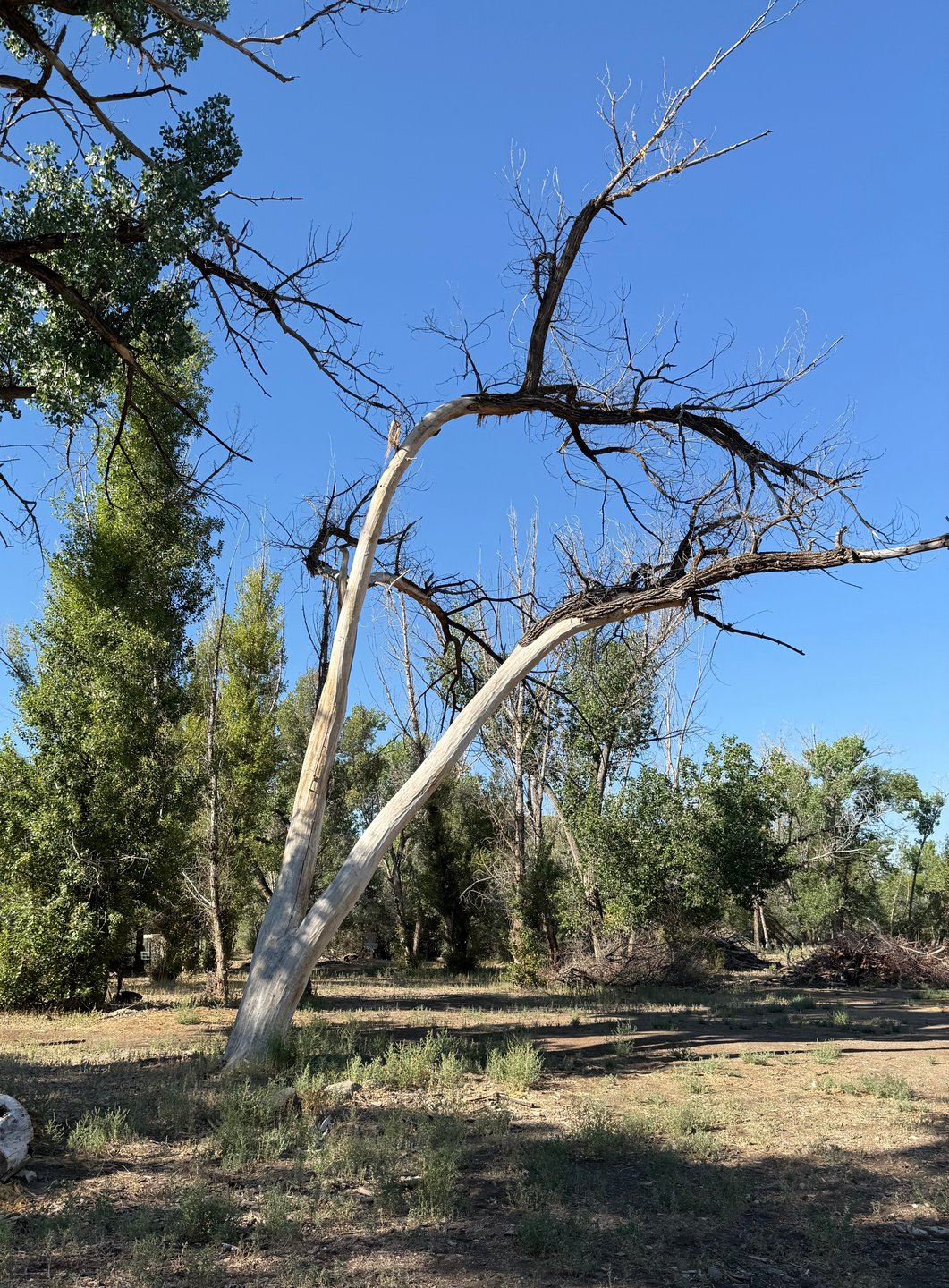 The “Bone Tree” on hole 12.