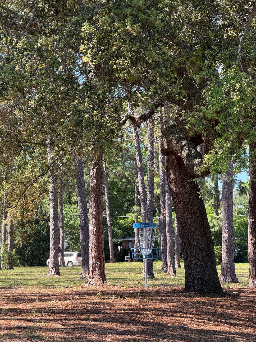 Basket 4 is protected by a low-hanging oak and near and out-of-bounds sidewalk.