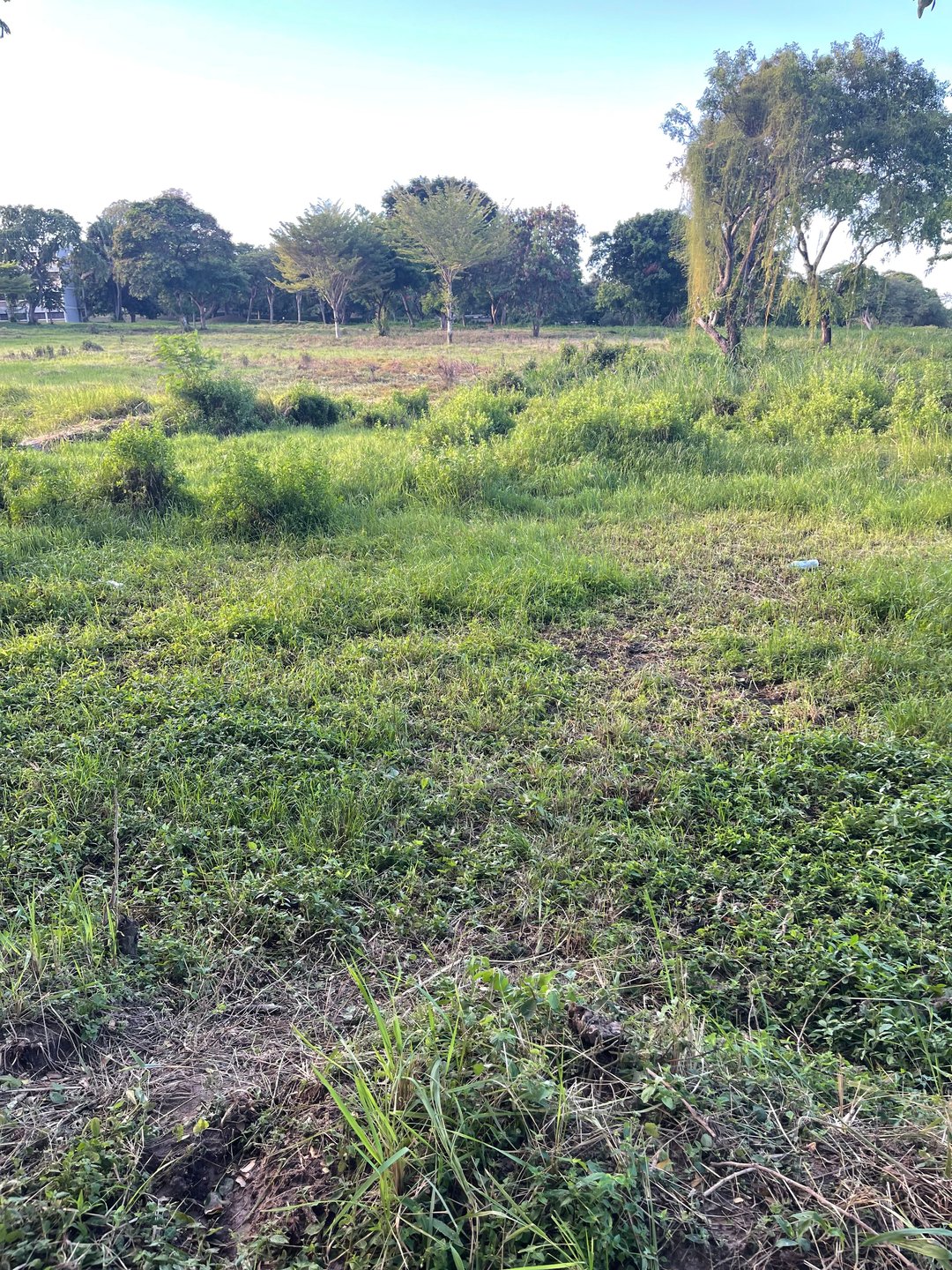 Hole 13 Short Pad