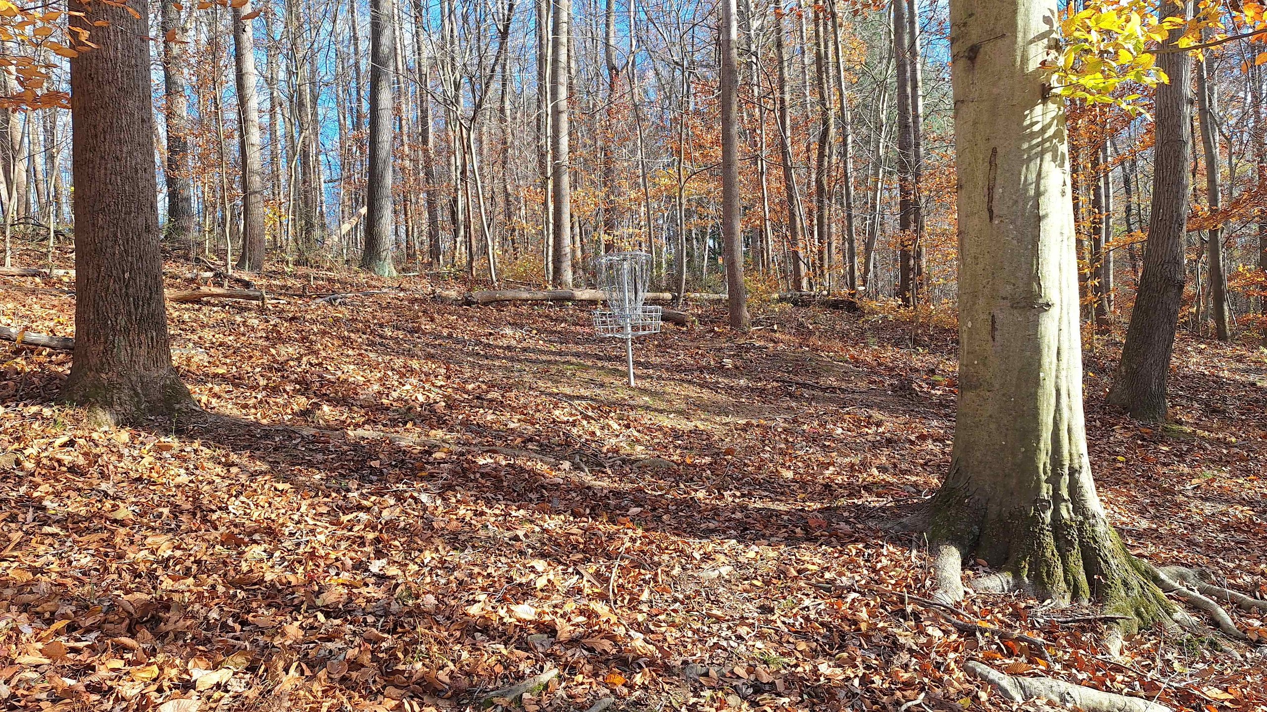 Hole 6 Basket