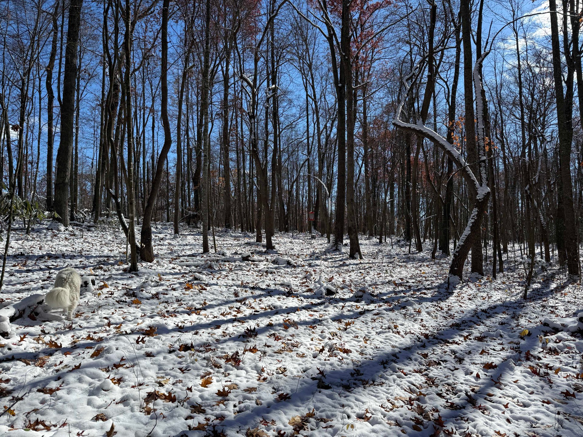 View of the elevated basket from halfway down the fairway